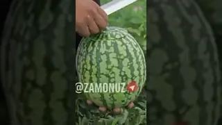 Yellow watermelon Uzbekistan/Желтый арбуз Узбекистане#shorts