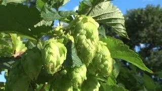 Growing Hops at Home (Part 2)