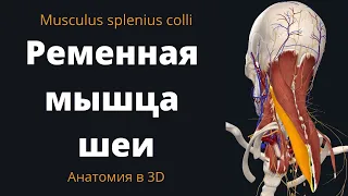 Ременная мышца шеи. Musculus splenius colli. Краткая 3-D анатомия.