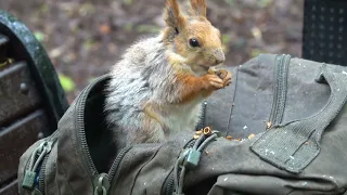 Белка нашла ничейный рюкзак с орехами / Squirrel found a backpack with nuts