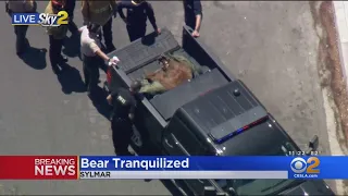 Bear Tranquilized After Wandering Sylmar Neighborhood
