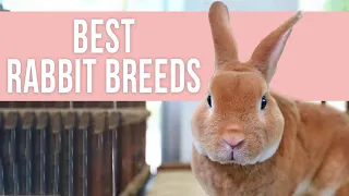 Best Rabbit Breeds for Beginners