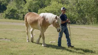 Leading A Horse On Grass