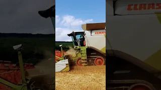 class lexion 600 2× kombajni kosenie pšenice 2023 🚜🇸🇰🇨🇿💪🚜🌾🌾🌾