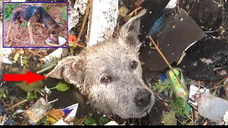 Amazing Transformation Of Starving Dog After Rescued Dog Rescue Stories 2022