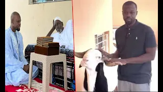 Tabaski 2023: Ousmane Sonko présente son gros belier offert par Serigne Cheikh Saliou Mbacké