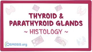 Thyroid and parathyroid glands: Histology