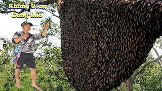 #888. Bắt 2 Tổ Ong HÃI HÙNG Cây Sao Ám Ảnh Thấy Ớn Lạnh. Caught 2 Beehives Asking Stars for Chills