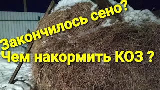 Кончилось сено у коз? Что делать? Чем кормить?