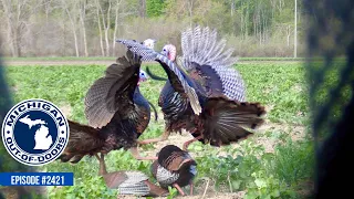 Turkey Hunting, Salmon Fishing, Salmon Recipe; Michigan Out of Doors TV #2421