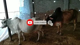 देसी bull & cow crossing ! first time mating ! cow meeting