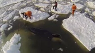 Как плачет «кит-убийца»: кадры спасения косатки Вилли из ледяного плена