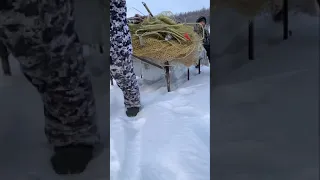 Yakut traditional fishing "Munkha" / Якутская традиционная рыбалка «Мунха». Рыбалка на карася