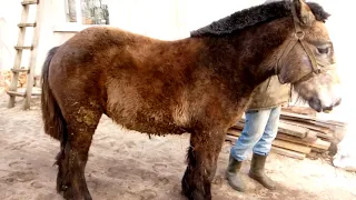 Коні ваговози.Оглядаємо Дорі і Фруго.🐴🐴😁💪💪💪