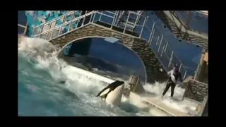 KILLER WHALE THROWS TRAINER IN AIR AT SEA WOR