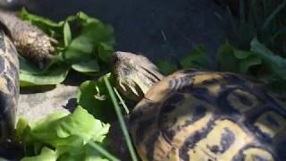 Turtles eat  the salad (asmr)
