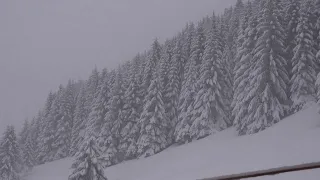 Blizzard Sounds. Snowstorm and Wolves Howling Sounds. 10 Hours of Winter Forest Ambience.