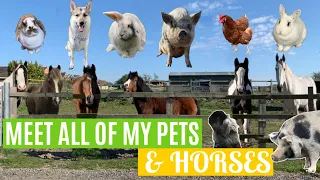 Meet All Of My Pets & Horses | Updated Version | Lockdown Day 19