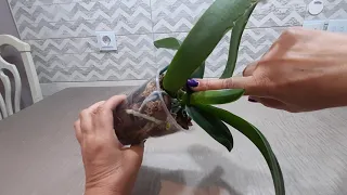 У орхидеи опять не открывается центральный листик.