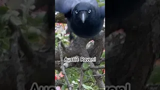 Australian Raven Call / Crow sound