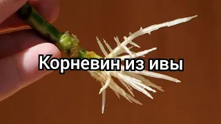 Корневин из ивы