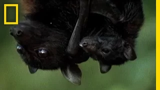 Meet the World's Biggest Bat | National Geographic