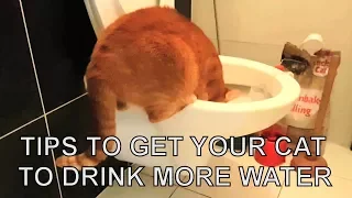 Alvi cat : tips to get your cat to drink more water