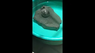 Mi tortuga 🐢 taricaya actualización