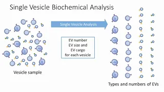 Measuring Single EVs and their Cargo: Sensitive and Specific Vesicle Flow Cytometry (vFCTM)