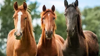 5 САМЫХ ПОРАЗИТЕЛЬНО КРАСИВЫХ ПОРОД ЛОШАДЕЙ🏇5 MOST STRIKINGLY BEAUTIFUL BREEDS OF HORSES@TOMYSEYE