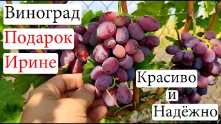 Красиво и Надёжно! Виноград Подарок Ирине