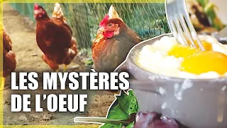 Les mystères de l'oeuf