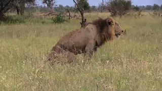 Male lion's live is not easy in Kruger Park