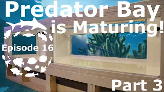 1800 Gallon DIY Marine Predator Aquarium Build. Predator Bay is Maturing! :: Part 3