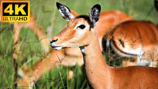 4K African Animal - Tsavo West National Park - Relaxing Music With Video About African Wildlife