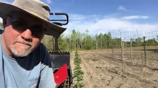 Hilling Potatoes with Earthquake Hiller