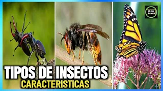 🐝Tipos de insectos - Características y Nombres 🐞🐛