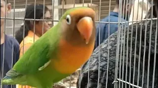 Hybrid Lovebird