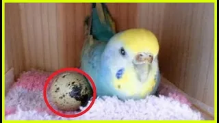 Woman Who Lets Her Bird Play With A Grocery Store Egg Gets The Surprise Of Her Life Days Later