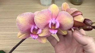 ПОСАДИТЕ ОРХИДЕИ так и тургор листьев орхидей вернется с новыми корнями у орхидеи