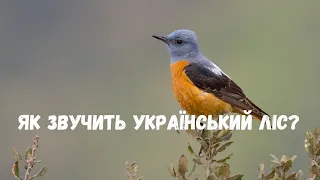 Звуки природи України, шум лісу, спів птахів / sounds of nature, birdsong, forest noise