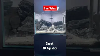 Brazilian Style Aquascape | YB Aquatics #shorts