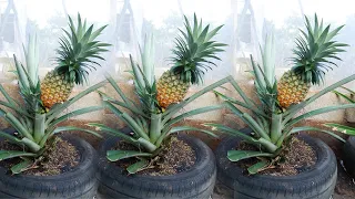 Amazing Idea | I didn't expect it to be so easy to grow pineapple on the terrace