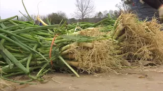 Vidalia Onion Growers Prepare for 2018 Season