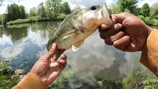 Start throwing Topwaters! (Spring Bass Fishing)