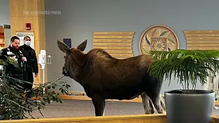 Moose wanders into Alaska hospital