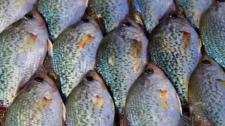 Crappie Fishing for Dummies