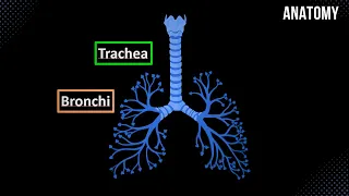 Trachea, Bronchial Tree and Alveolar Tree (Parts, Structures and Walls) - Anatomy