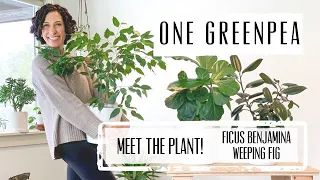 Meet the Plant!  Ficus Benjamina : Care & Growing Guide