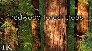 4K Redwood Forest Trees 1 HR Nature Relaxation™ Static Scene from California